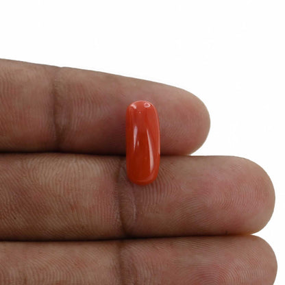 Red Coral (Moonga) - 4.23 Carat