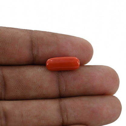 Red Coral (Moonga) - 4.23 Carat