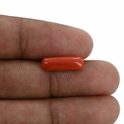 Red Coral (Moonga) - 3.68 Carat