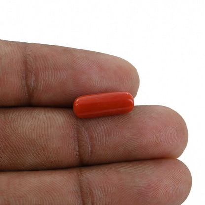Red Coral (Moonga) - 3.91 Carat