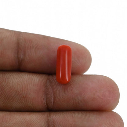 Red Coral (Moonga) - 3.91 Carat
