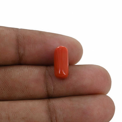 Red Coral (Moonga) - 4.31 Carat
