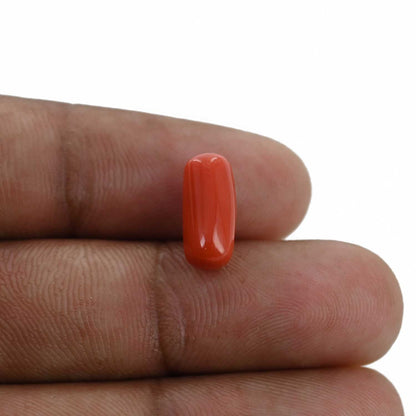 Red Coral (Moonga) - 3.94 Carat