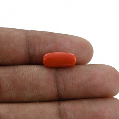 Red Coral (Moonga) - 3.88 Carat