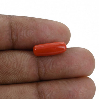 Red Coral (Moonga) - 4.53 Carat