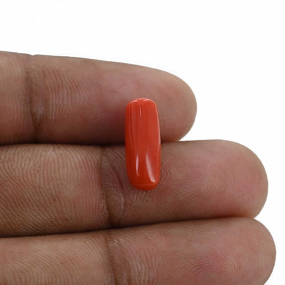 Red Coral (Moonga) - 4.53 Carat