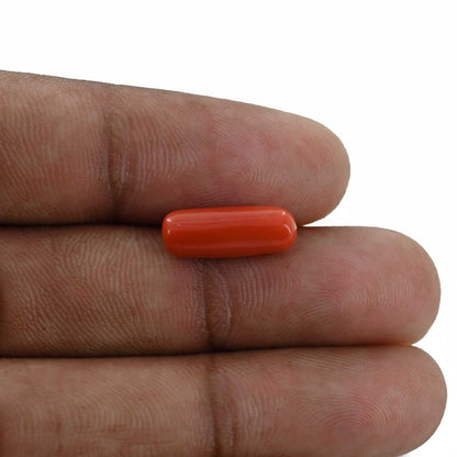 Red Coral (Moonga) - 4.53 Carat
