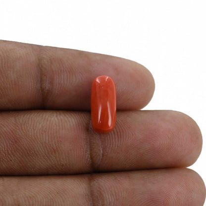 Red Coral (Moonga) - 4.16 Carat