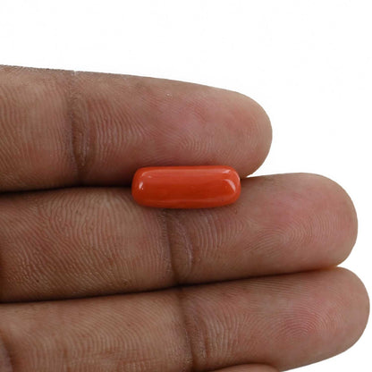 Red Coral (Moonga) - 3.98 Carat
