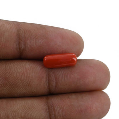 Red Coral (Moonga) - 3.87 Carat