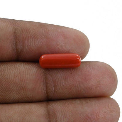 Red Coral (Moonga) - 4.35 Carat