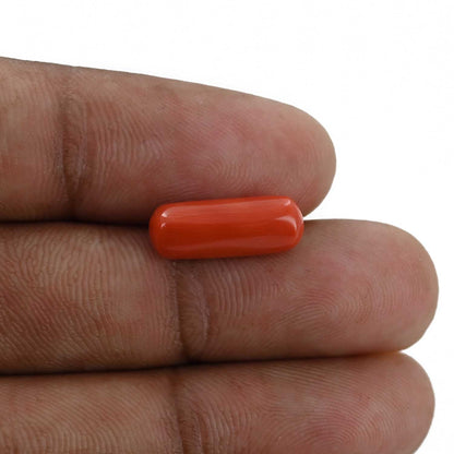 Red Coral (Moonga) - 4.46 Carat