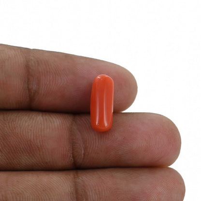 Red Coral (Moonga) - 3.83 Carat