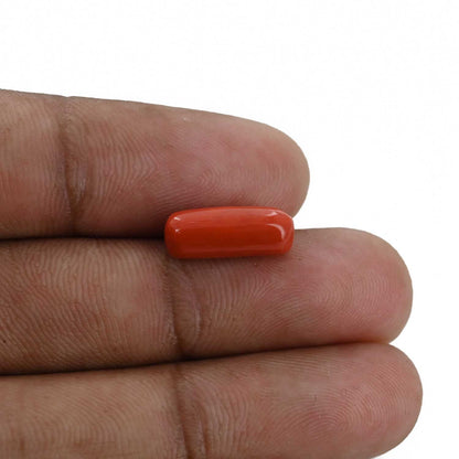 Red Coral (Moonga) - 4.34 Carat