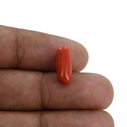 Red Coral (Moonga) - 4.34 Carat