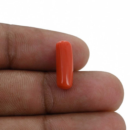 Red Coral (Moonga) - 4.48 Carat