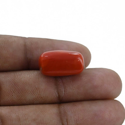 Red Coral (Moonga) - 18.61 Carat