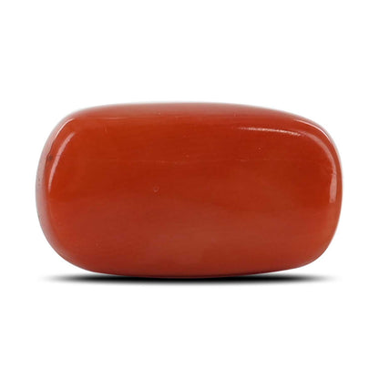 Red Coral (Moonga) - 15.38 Carat