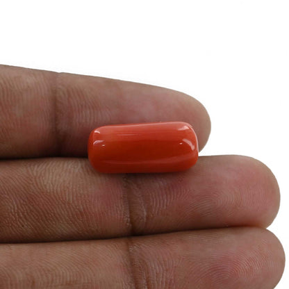 Red Coral (Moonga) - 13.16 Carat