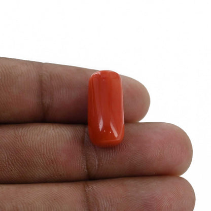 Red Coral (Moonga) - 13.16 Carat