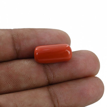 Red Coral (Moonga) - 11.87 Carat