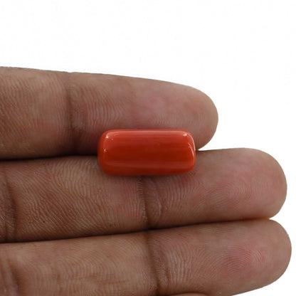 Red Coral (Moonga) - 11.87 Carat