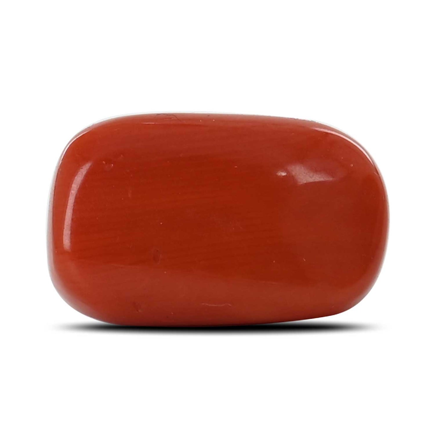 Red Coral (Moonga) - 12.49 Carat