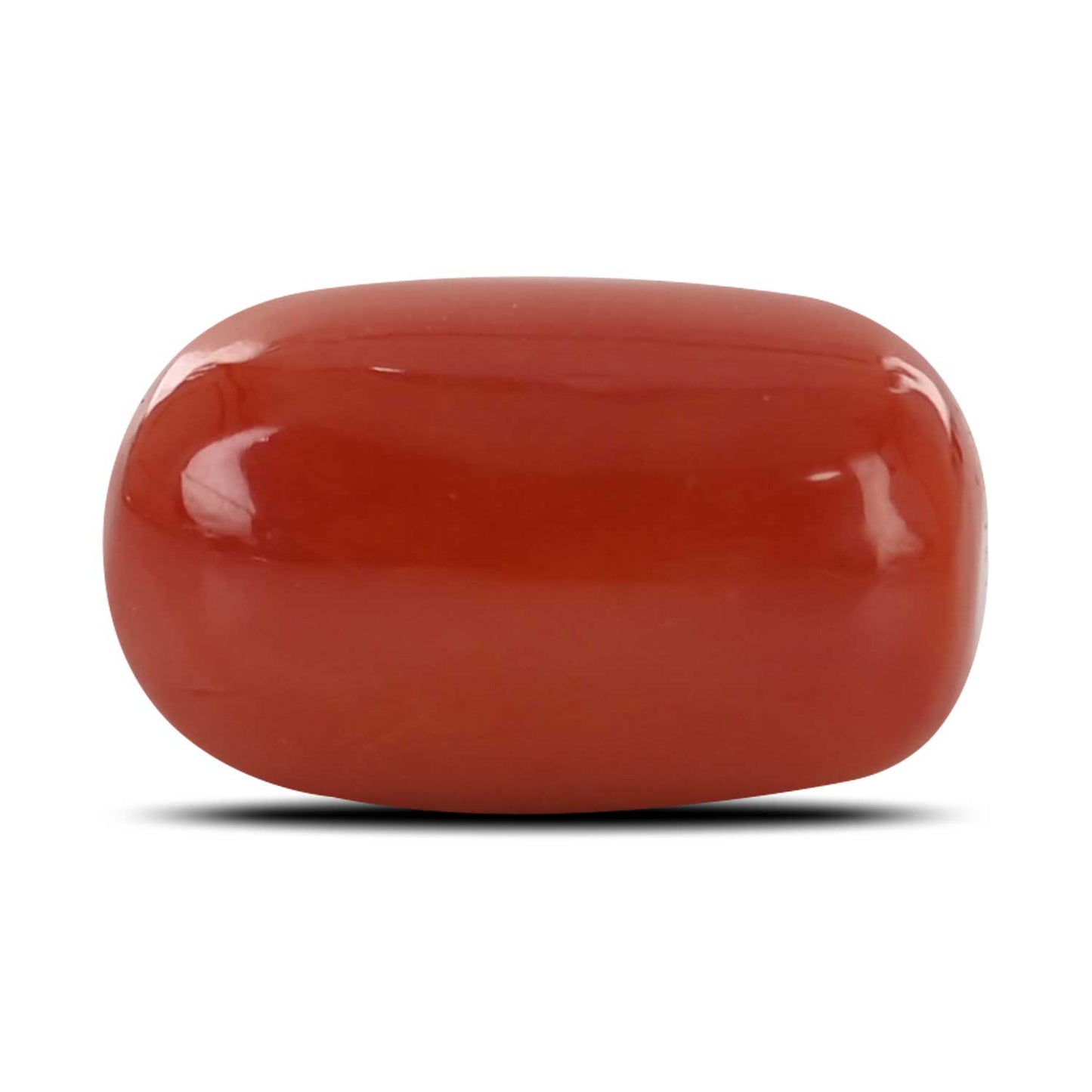 Red Coral (Moonga) - 14.77 Carat