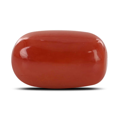 Red Coral (Moonga) - 14.77 Carat