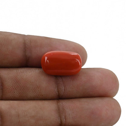 Red Coral (Moonga) - 14.77 Carat