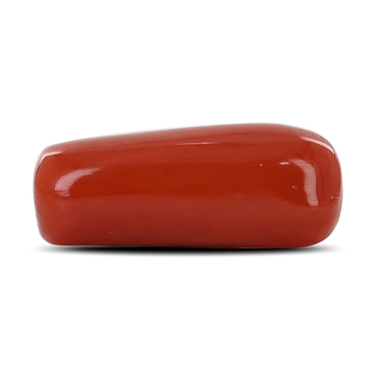 Red Coral (Moonga) - 12.61 Carat