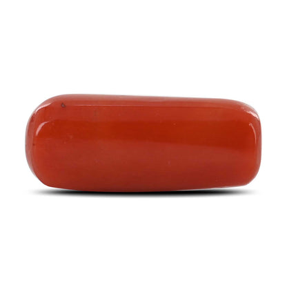 Red Coral (Moonga) - 12.61 Carat