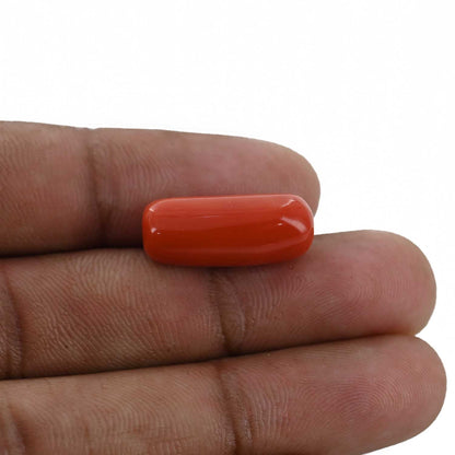Red Coral (Moonga) - 12.61 Carat