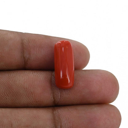 Red Coral (Moonga) - 9.67 Carat