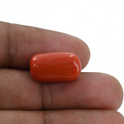 Red Coral (Moonga) - 12.68 Carat
