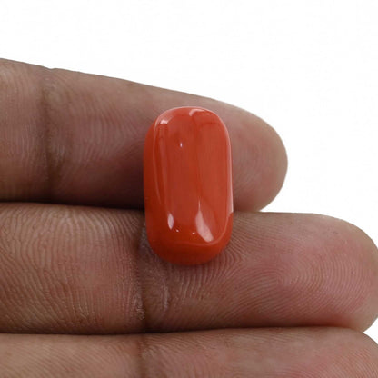Red Coral (Moonga) - 12.68 Carat