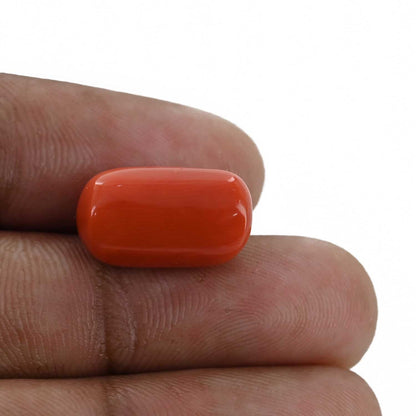 Red Coral (Moonga) - 12.68 Carat