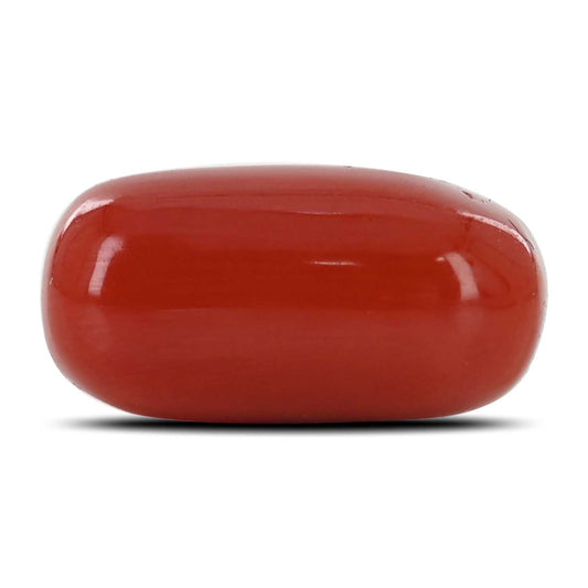 Red Coral (Moonga) - 13.65 Carat