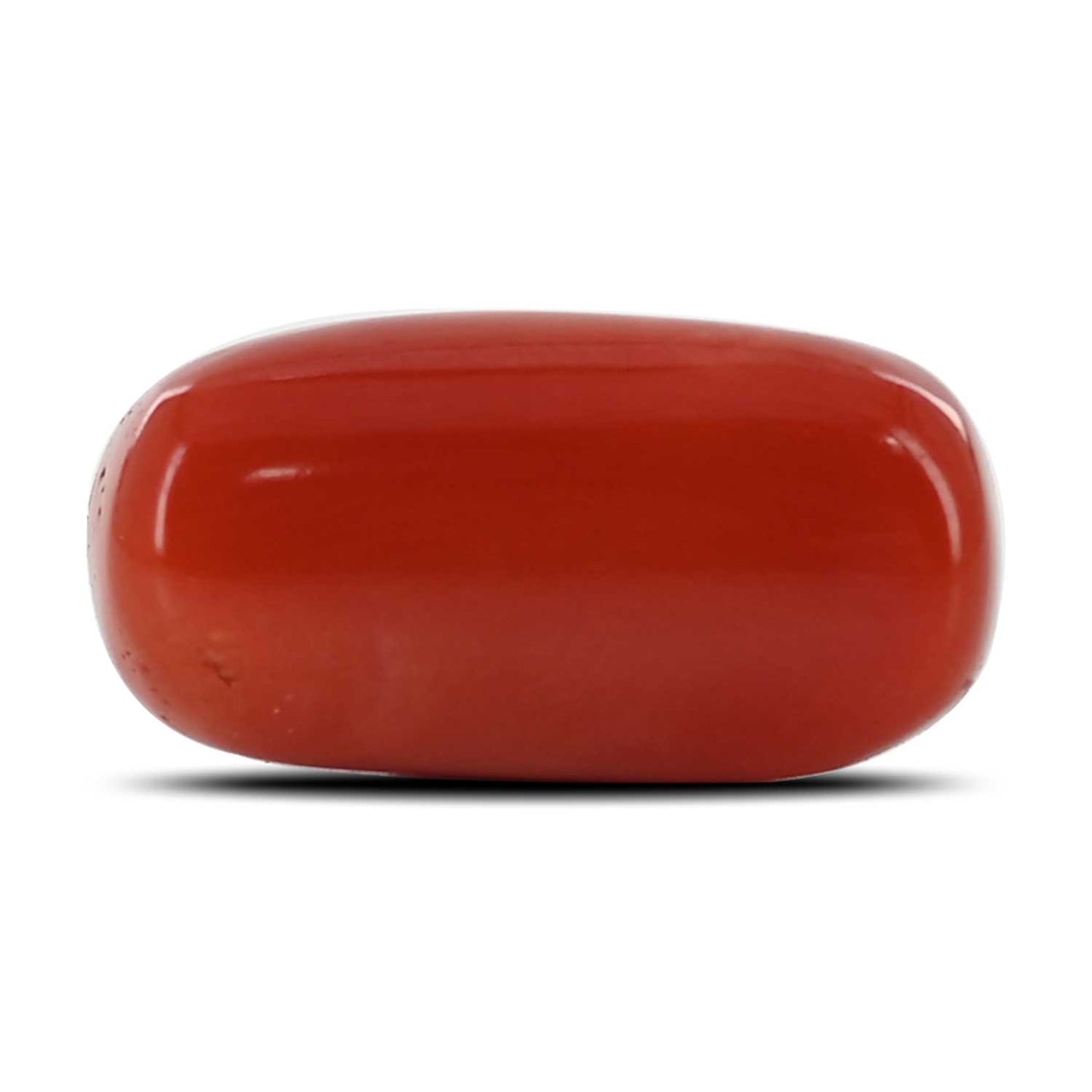 Red Coral (Moonga) - 13.65 Carat