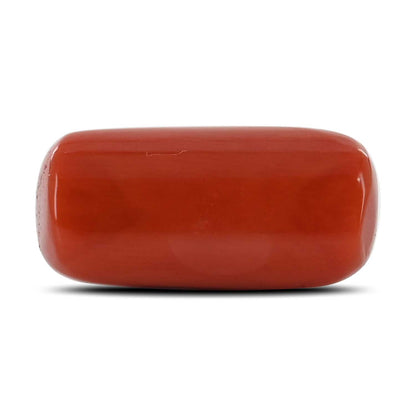 Red Coral (Moonga) - 12.71 Carat