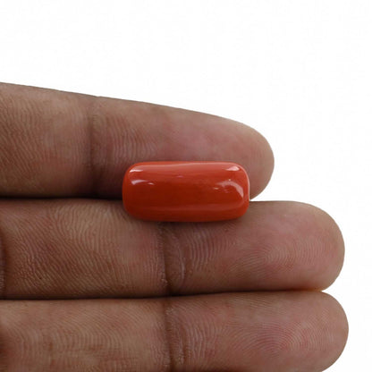 Red Coral (Moonga) - 12.71 Carat