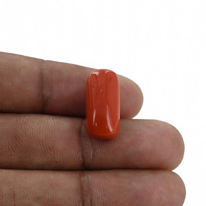 Red Coral (Moonga) - 12.71 Carat