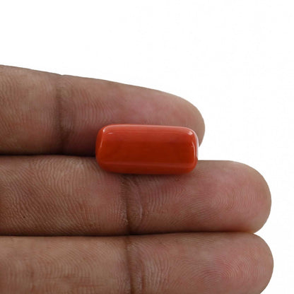 Red Coral (Moonga) - 12.71 Carat