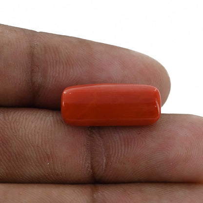 Red Coral (Moonga) - 10.35 Carat