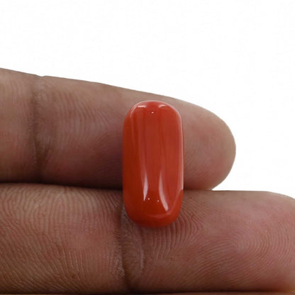 Red Coral (Moonga) - 10.36 Carat