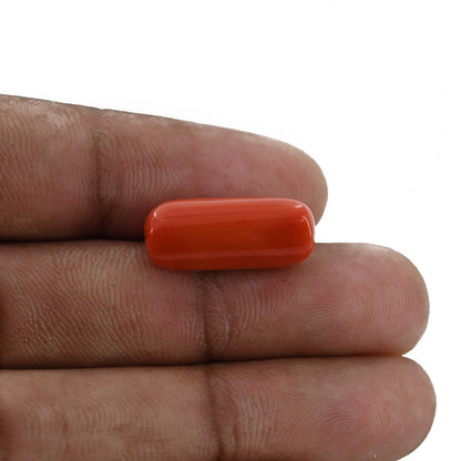 Red Coral (Moonga) - 11.91 Carat
