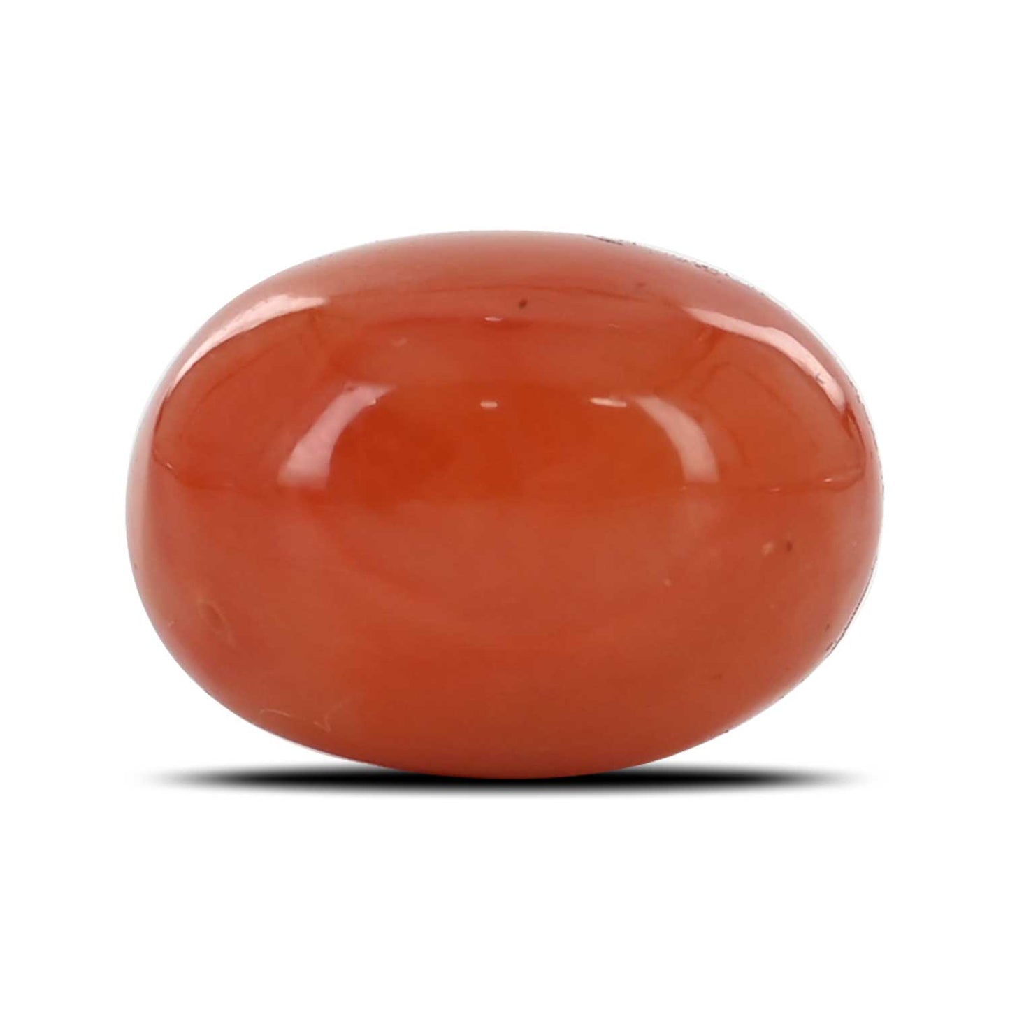 Red Coral (Moonga) - 24.32 Carat