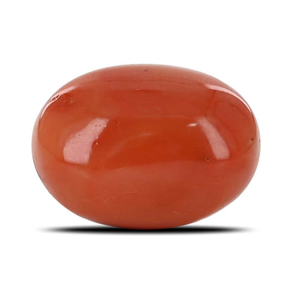 Red Coral (Moonga) - 24.32 Carat