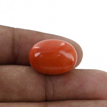 Red Coral (Moonga) - 24.32 Carat