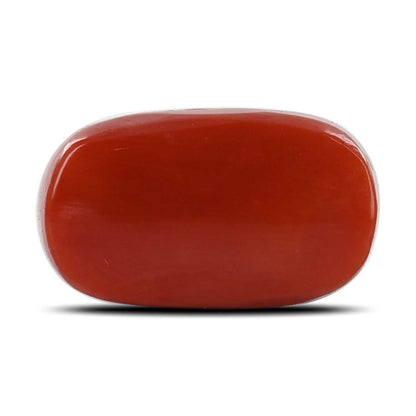 Red Coral (Moonga) - 17.14 Carat